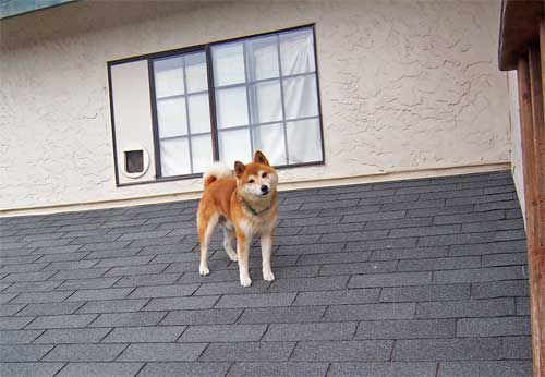 dog_on_roof.jpg