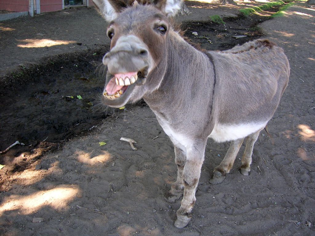 donkey-oatie-image.jpg