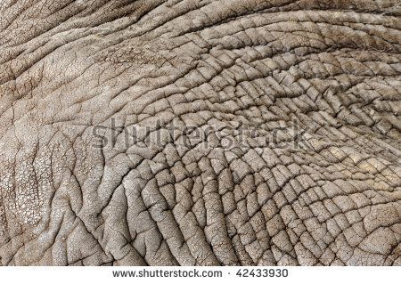 stock-photo-african-elephant-hide-42433930.jpg