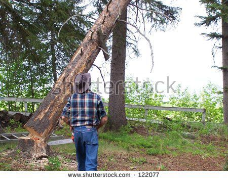 stock-photo-faller-cutting-down-pine-tree-122077.jpg