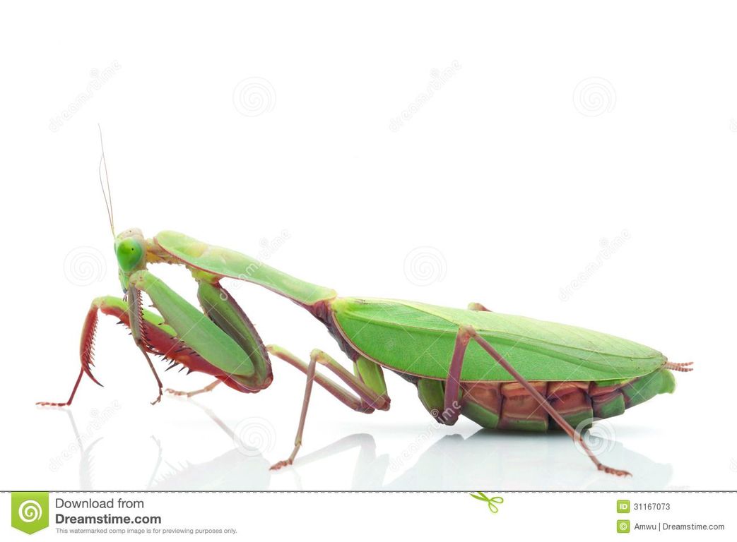 giant-rainforest-mantis-hierodula-majusc