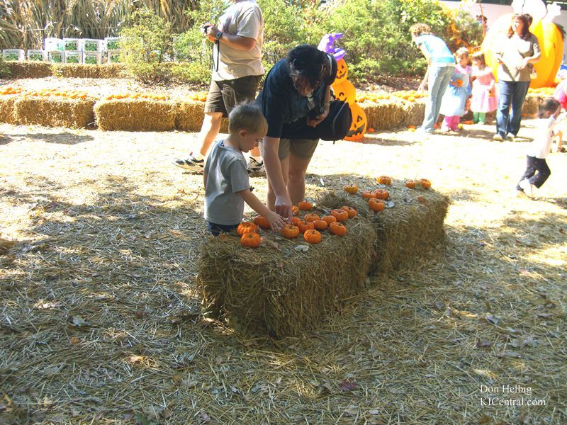 Pumpkin_Patch_1(2)_copy.jpg